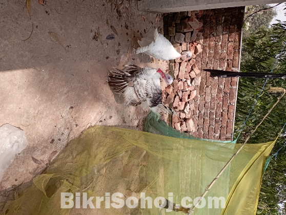 Turkey Rare Color chickens